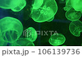 jellyfish swim in the aquarium in the backlight, shimmering with different colors 106139736