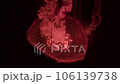 large red jellyfish on a black background, swimming 106139738