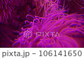 live algae in red neon light, moving, background 106141650