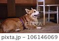 FullHD Corgi dog lies on floor in cafe spbd. Closeup view of cute adult pet lying and looking, yawning and posing for camera indoors. Furry thoroughbred friend is waiting for owner and having good 106146069