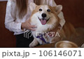 FullHD Woman strokes pet dog and sits at table in cafe spbd. Closeup view of young female owner holding and touching cute corgi, sitting at desk with hot drink in room. Millennial person has good time 106146071