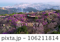 Jindallae azalea blooming in hwangryeongsan mountain, Busan, South Korea, Asia 106211814