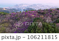 Jindallae azalea blooming in hwangryeongsan mountain, Busan, South Korea, Asia 106211815