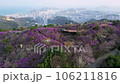 Jindallae azalea blooming in hwangryeongsan mountain, Busan, South Korea, Asia 106211816
