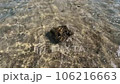 Shallow Waters Unveil Majestic Coral Gardens 106216663