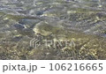 Dynamic Red Sea Currents in Egypt's Shallow Waters 106216665