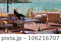 Avian Takeover: Crows Claim Restaurant Table 106216707