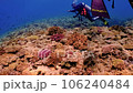 ダイビング動画01 106240484