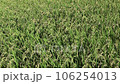 稲穂 106254013