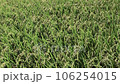 稲穂 106254015