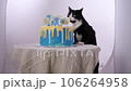 cake, pet, cat 106264958