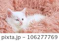 メインクーンの子猫 106277769
