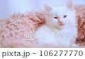 メインクーンの子猫 106277770