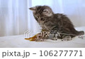メインクーンの子猫 106277771