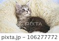 メインクーンの子猫 106277772