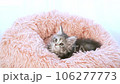 メインクーンの子猫 106277773