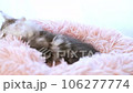 メインクーンの子猫 106277774
