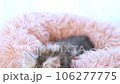 メインクーンの子猫 106277775