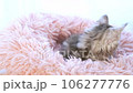 メインクーンの子猫 106277776