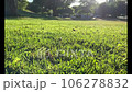 公園草地 106278832