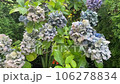 藍紫色繡球花 106278834