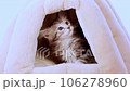 メインクーンの子猫 106278960