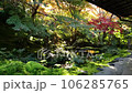 苔の庭と紅葉 106285765