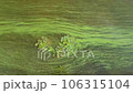 Water pollution by blooming blue-green algae - Cyanobacteria is world environmental problem. Water chestnut. Water bodies, rivers and lakes with harmful algal blooms. 106315104