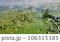 Green water polluted with blue-green algae (Cyanobacteria) 106315385