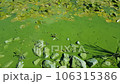 Green water polluted with blue-green algae (Cyanobacteria) 106315386