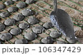 Pouring Cement Discs for Oyster Farming 106347429