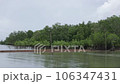 Natural Mangrove Forest in Trat, Thailand 106347431