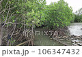 Natural Mangrove Forest in Trat, Thailand 106347432