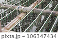 Oyster Farming with Cage made from Bamboo 106347434
