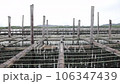 Oyster Farming with Cage made from Bamboo 106347439