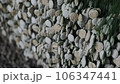 Close-Up of Cement Disc for Oyster Farming 106347441