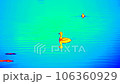 Duck female floating on the swampy lake, looking for baby. Thermal camera record of heat radiation 106360929