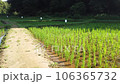 Bank rice field in Sayama Hills Rice field after rice planting Panning from right to left 106365732