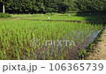Bank rice field in Sayama Hills Rice field after rice planting Panning from left to right 106365739