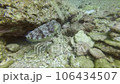 A small sea turtle swims elegantly in the shallow sea while camouflaging itself. 106434507