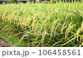 Rice before harvest swaying in the wind 106458561