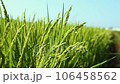 Rice before harvest swaying in the wind 106458562
