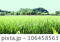 Rice before harvest swaying in the wind 106458563