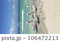 flock of pelicans walk on the sandy shore of ocean 106472213