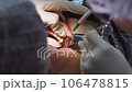 Oral surgeon drilling hole in senior woman gum and jaw bone before installing dental implant. Dentist with assistant work with a patient in modern dental clinic 106478815