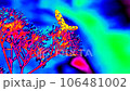 Zygaena ephialtes, the butterfly sit on an pink flower and drink nectar. Infrared timelaps 106481002
