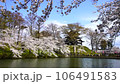新潟県　高田公園の満開の桜 106491583