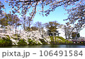 新潟県　高田公園の満開の桜 106491584