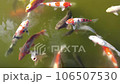 鯉魚 106507530