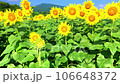 Photographing sunflowers in full bloom stretching toward the blue sky from bottom to top 106648372